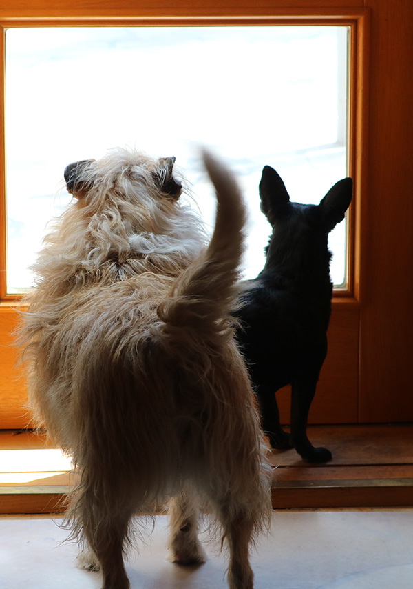 pet door image